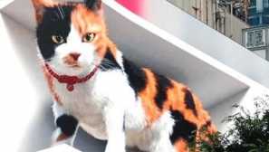 Стотици хиляди японци наблюдават живота на гигантска триколорна котка